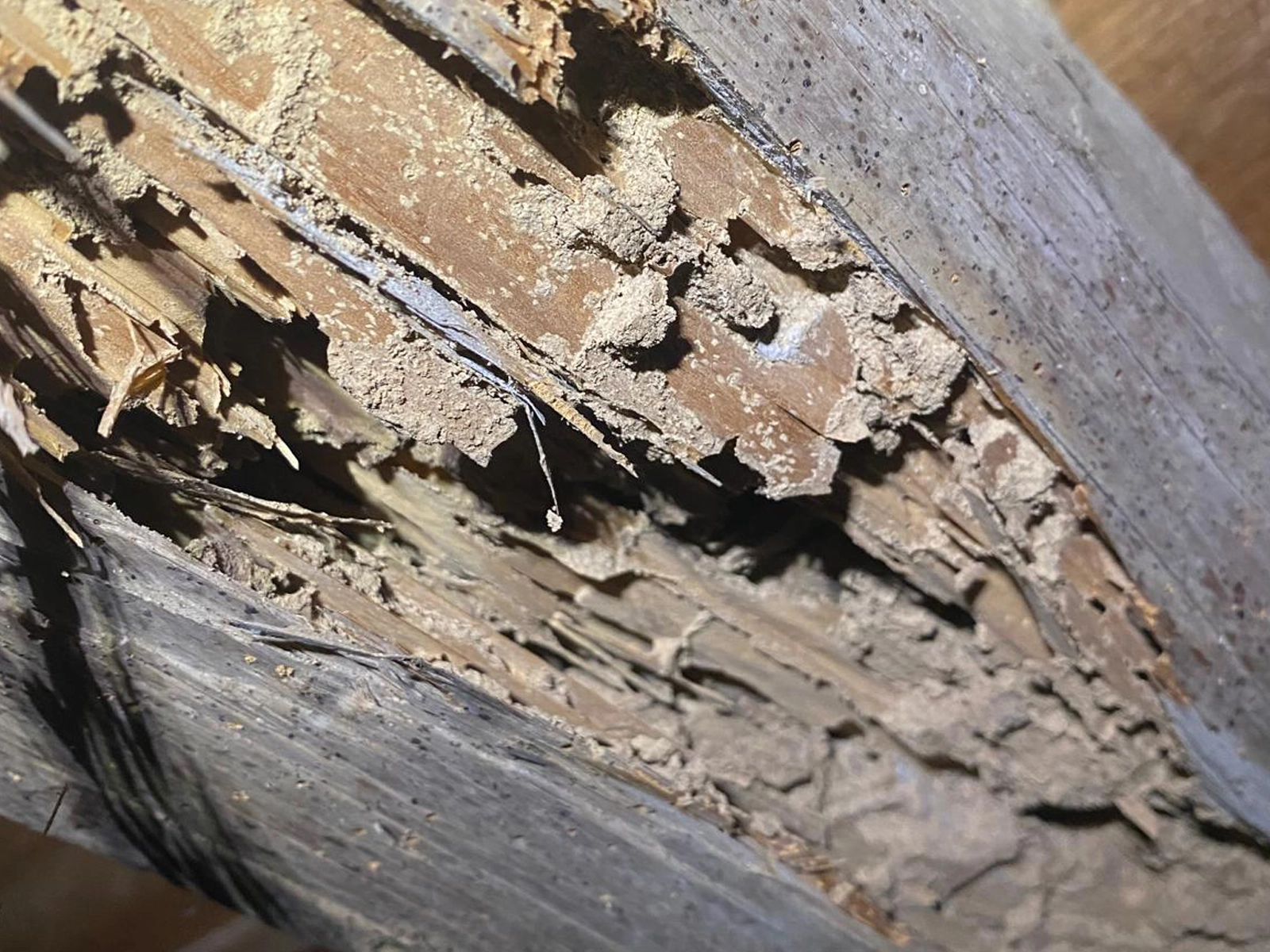 Société spécialisée en traitement bois et charpente