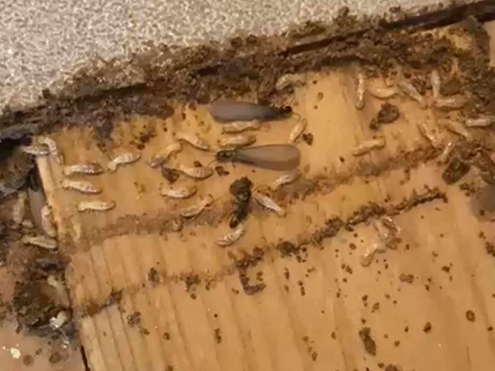 Technicien Charpenet Prévention Termites réalisant une inspection d'un bâtiment à Toulouse pour détecter les risques liés aux termites.