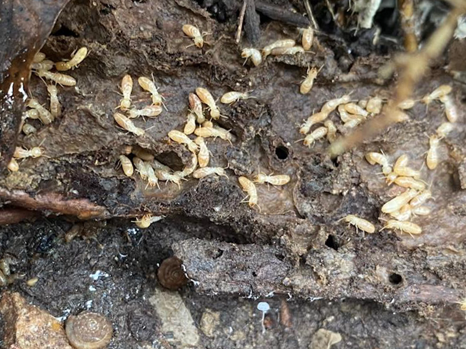 Colonie de termites à Blagnac