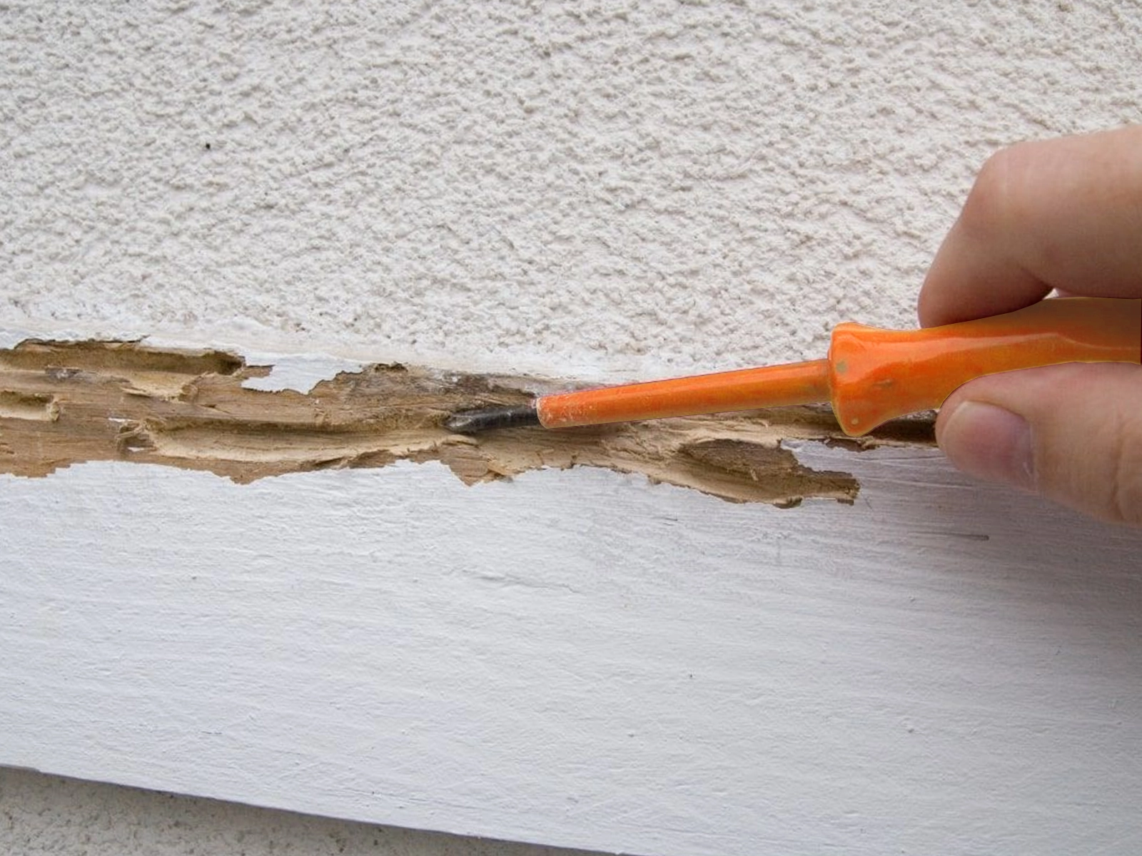 Dégâts causés par les termites sur une plinthe en bois