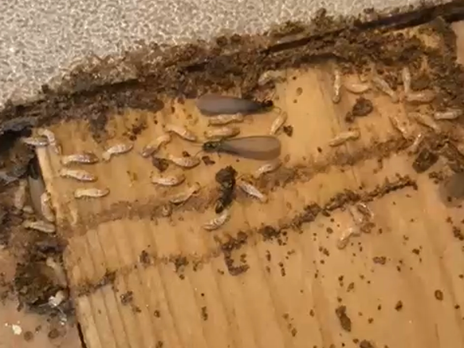 Essaimage termites à Blagnac