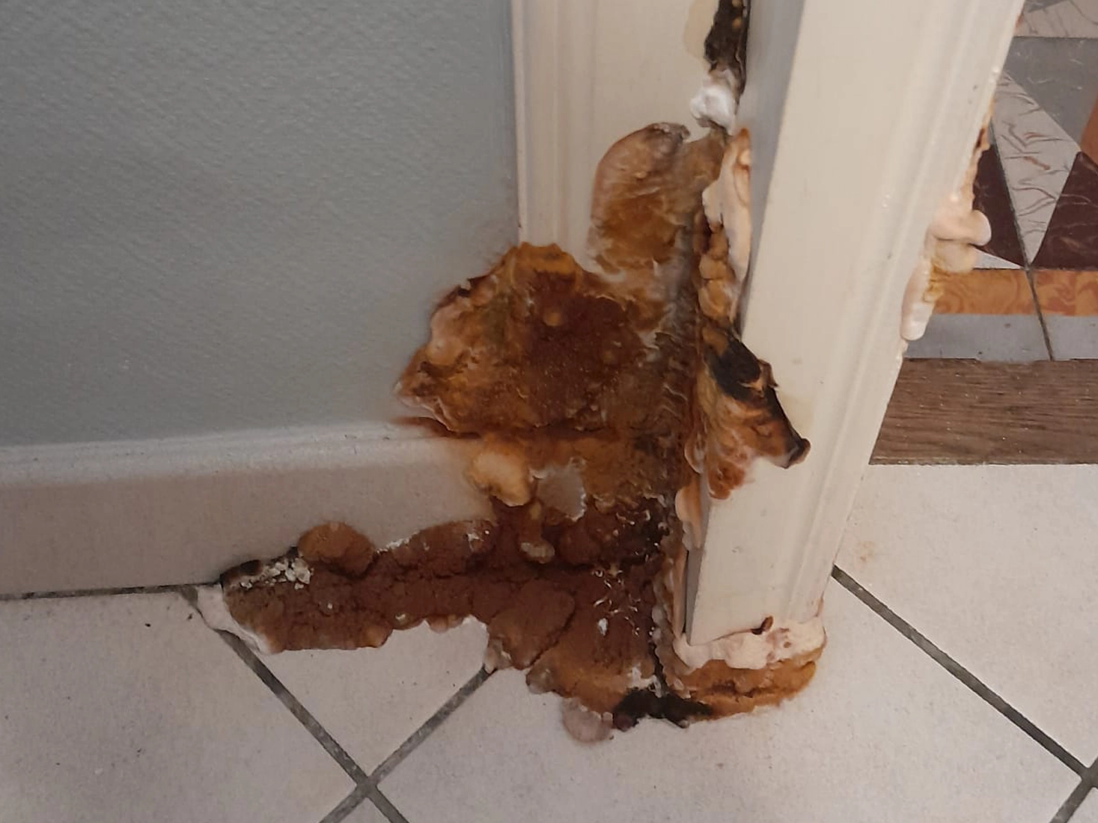 professionnel du traitement mérule