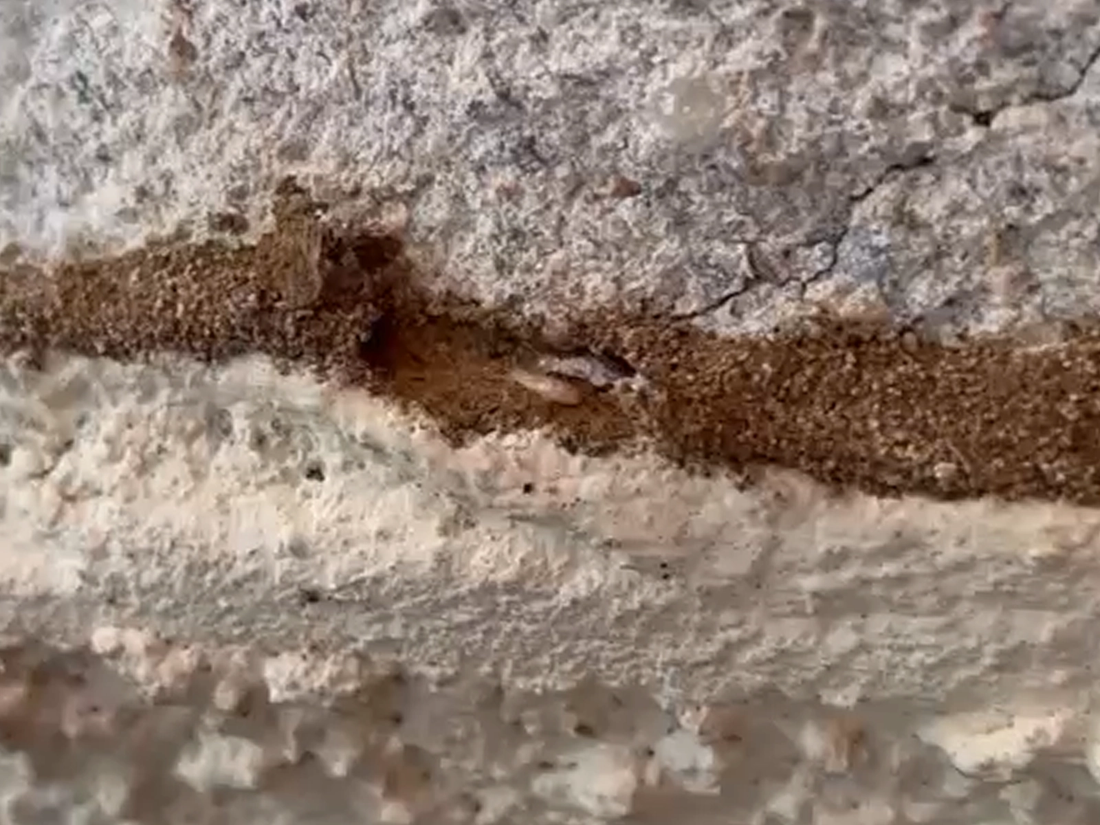 Galerie tunnel Termites à Blagnac
