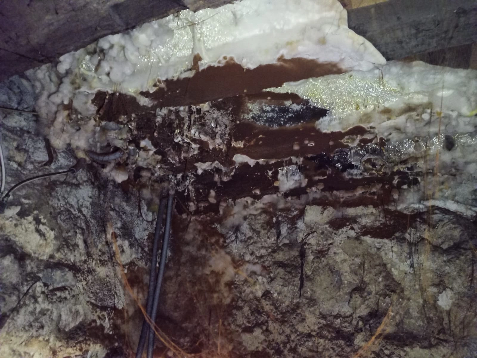 L'humidité cœur du développement des champignons lignivores comme la mérule