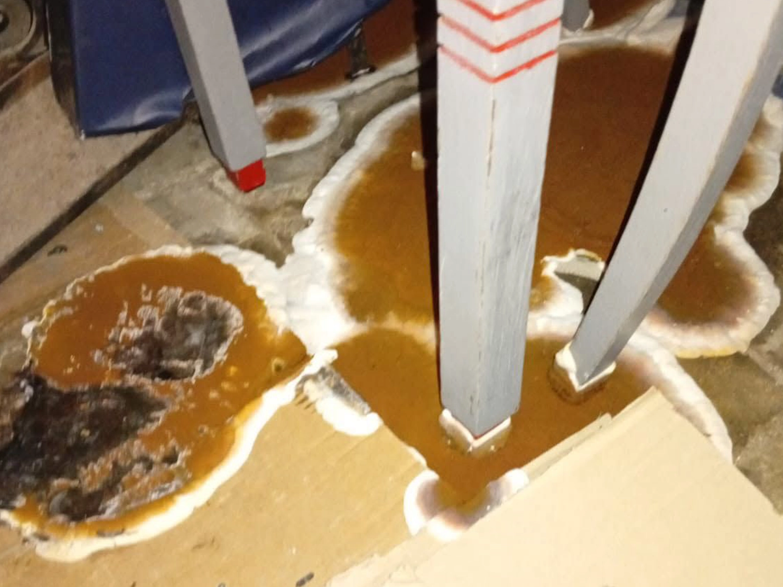 Infestation de mérule