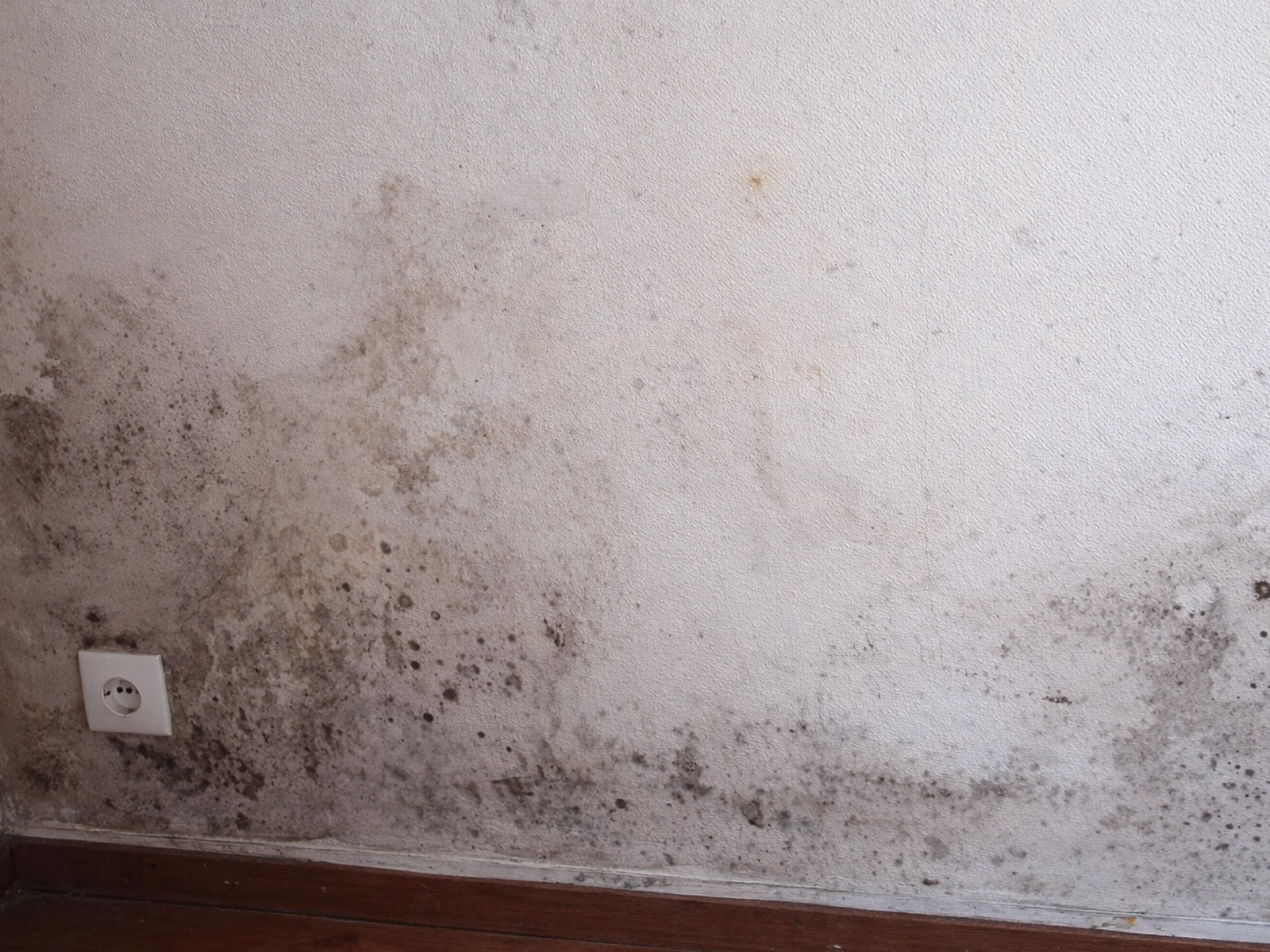 moisissure mur noir humidité angle maison intérieur