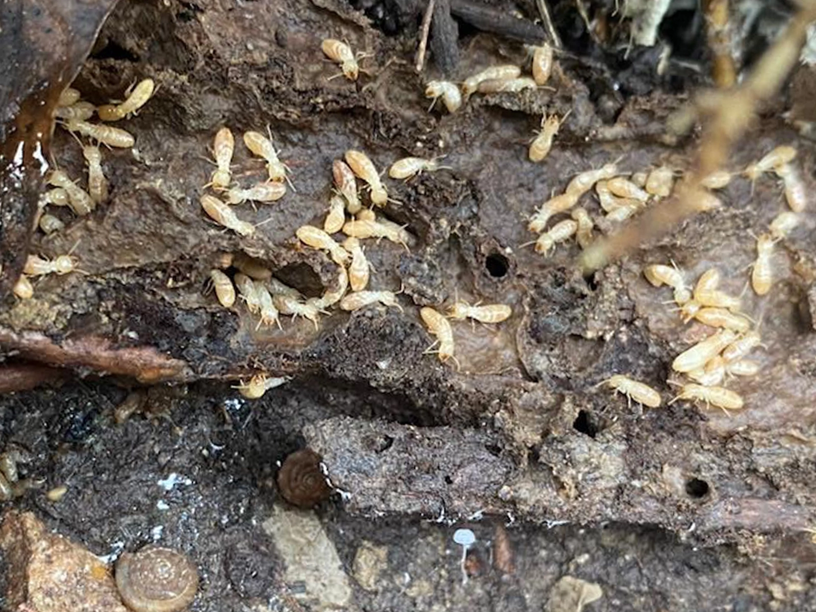 Carte des secteurs d'intervention de Charpenet Prévention Termites à Toulouse et en Haute-Garonne.
