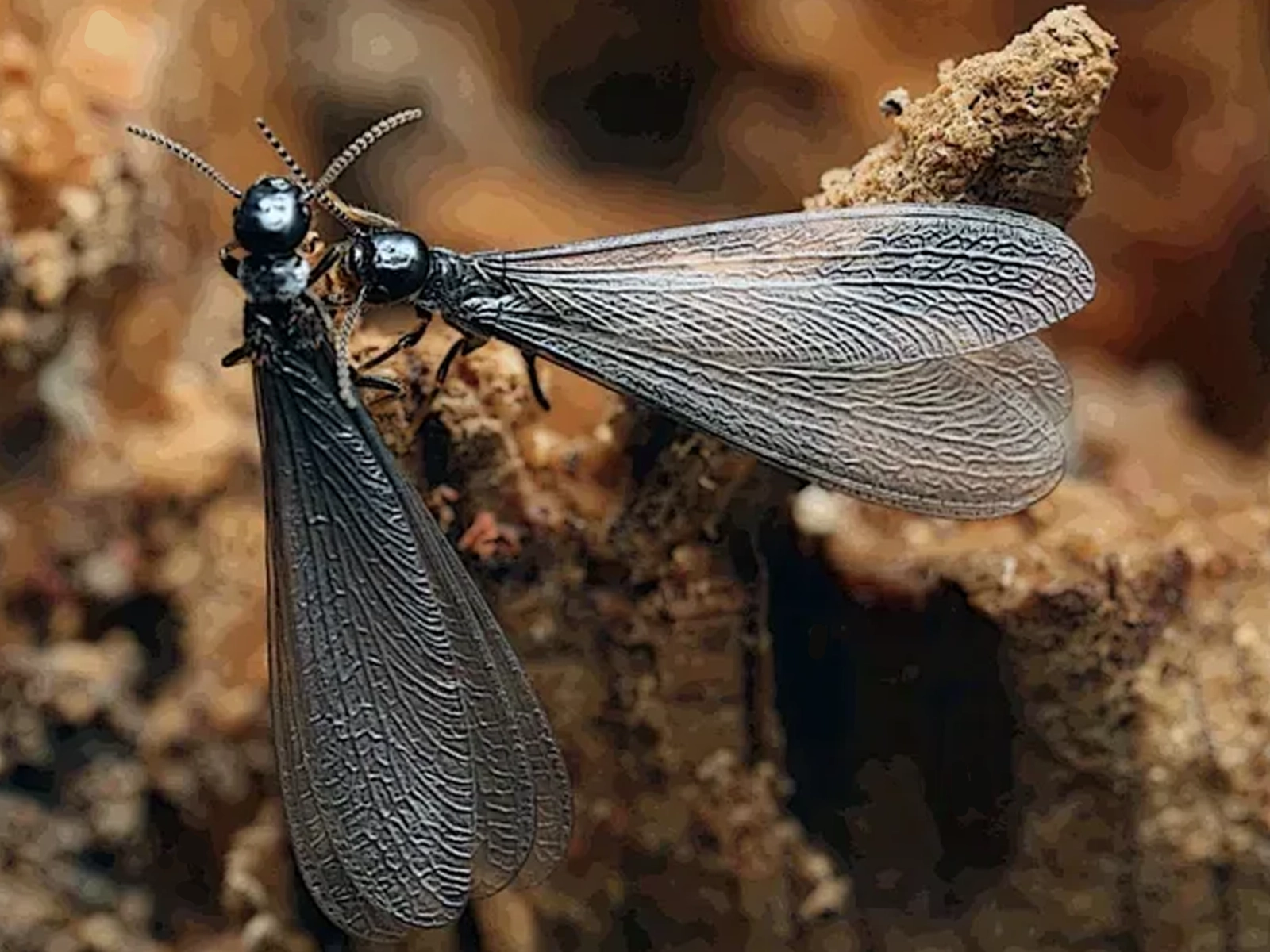 Termites ailés lors d'un essaimage à Toulouse