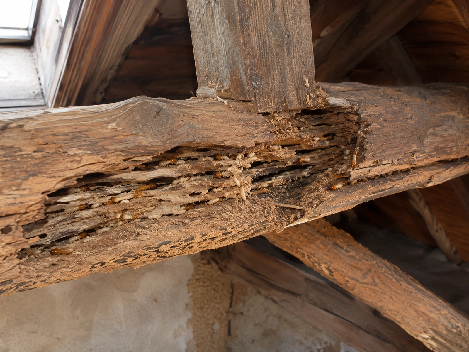 Charpente attaquée par des termites en Haute-Garonne