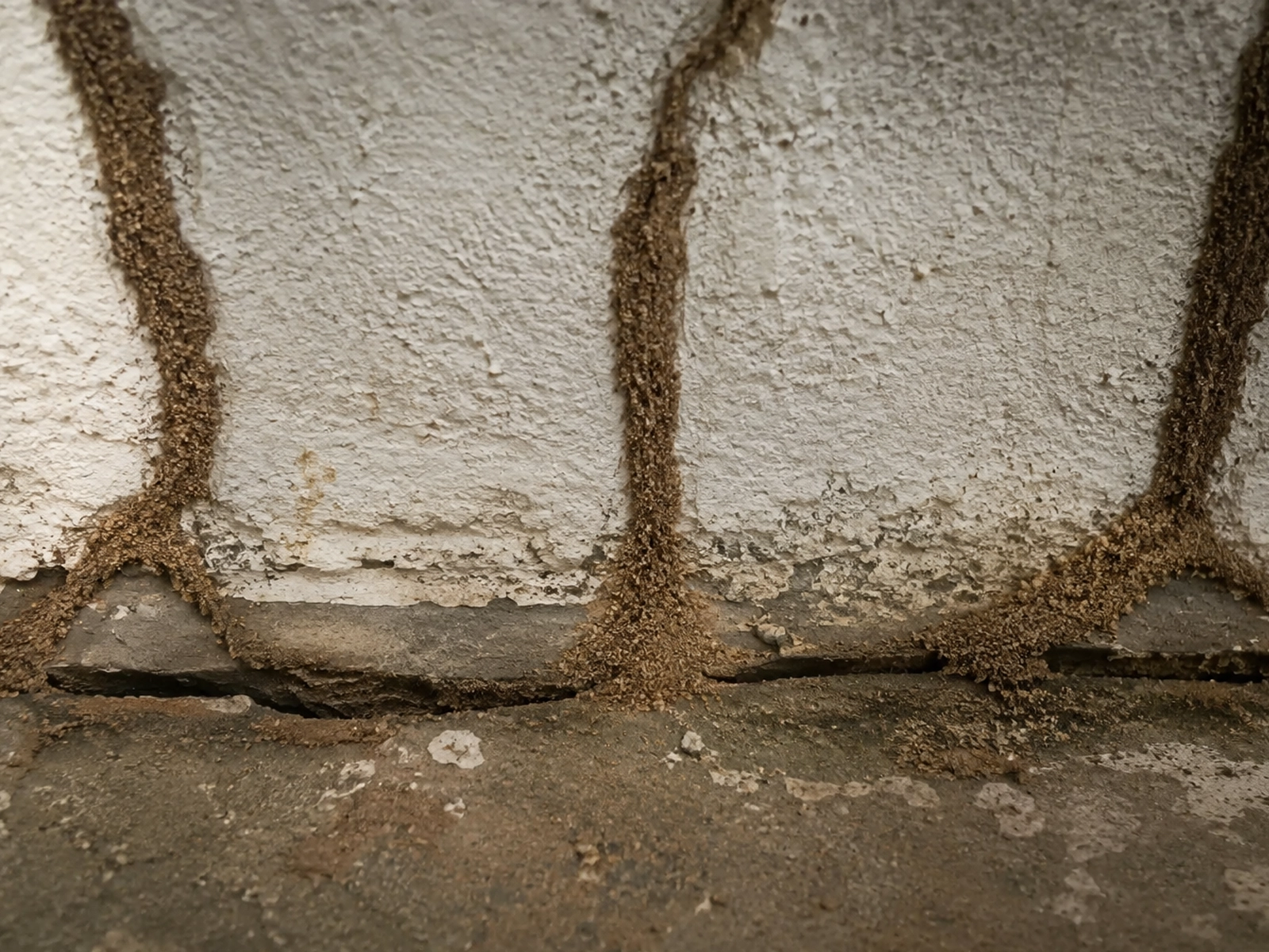 Cordonnets de termites sur un mur d'habitation à Toulouse en Haute-Garonne