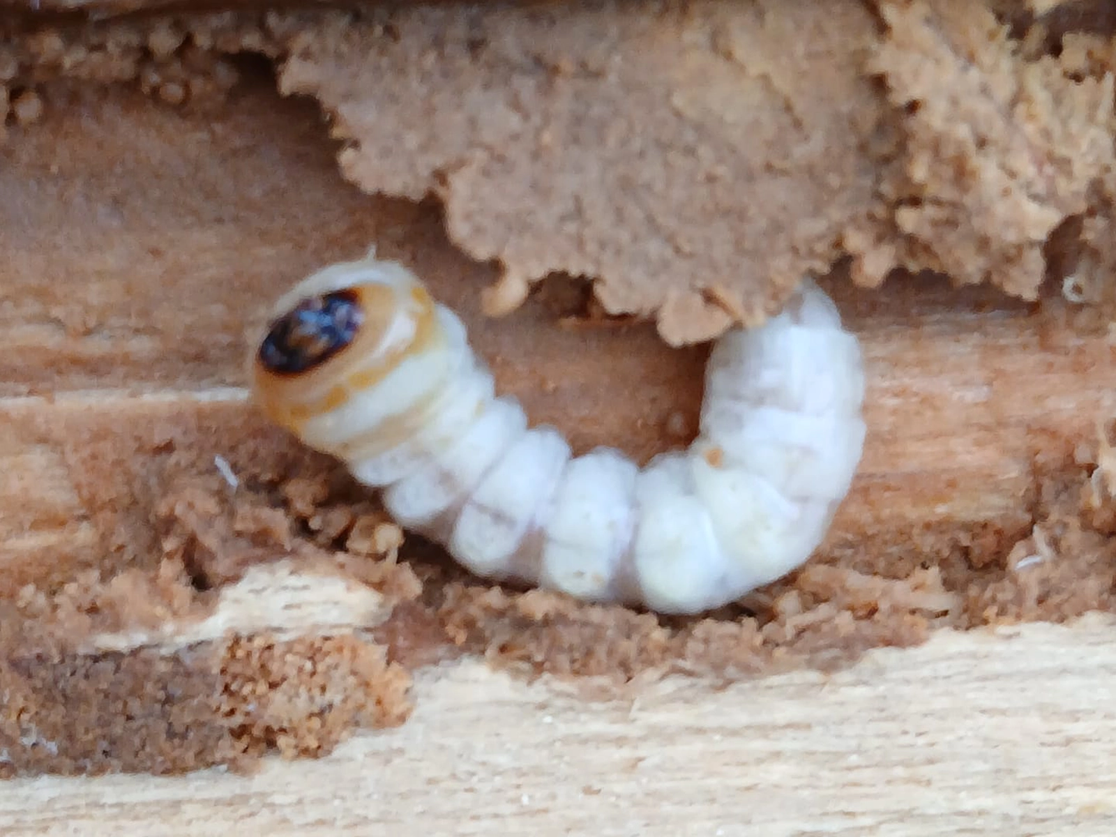 Traitement charpente contre les larves xylophages